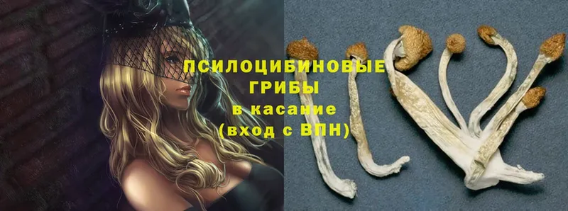 закладка  Сургут  Псилоцибиновые грибы Magic Shrooms 